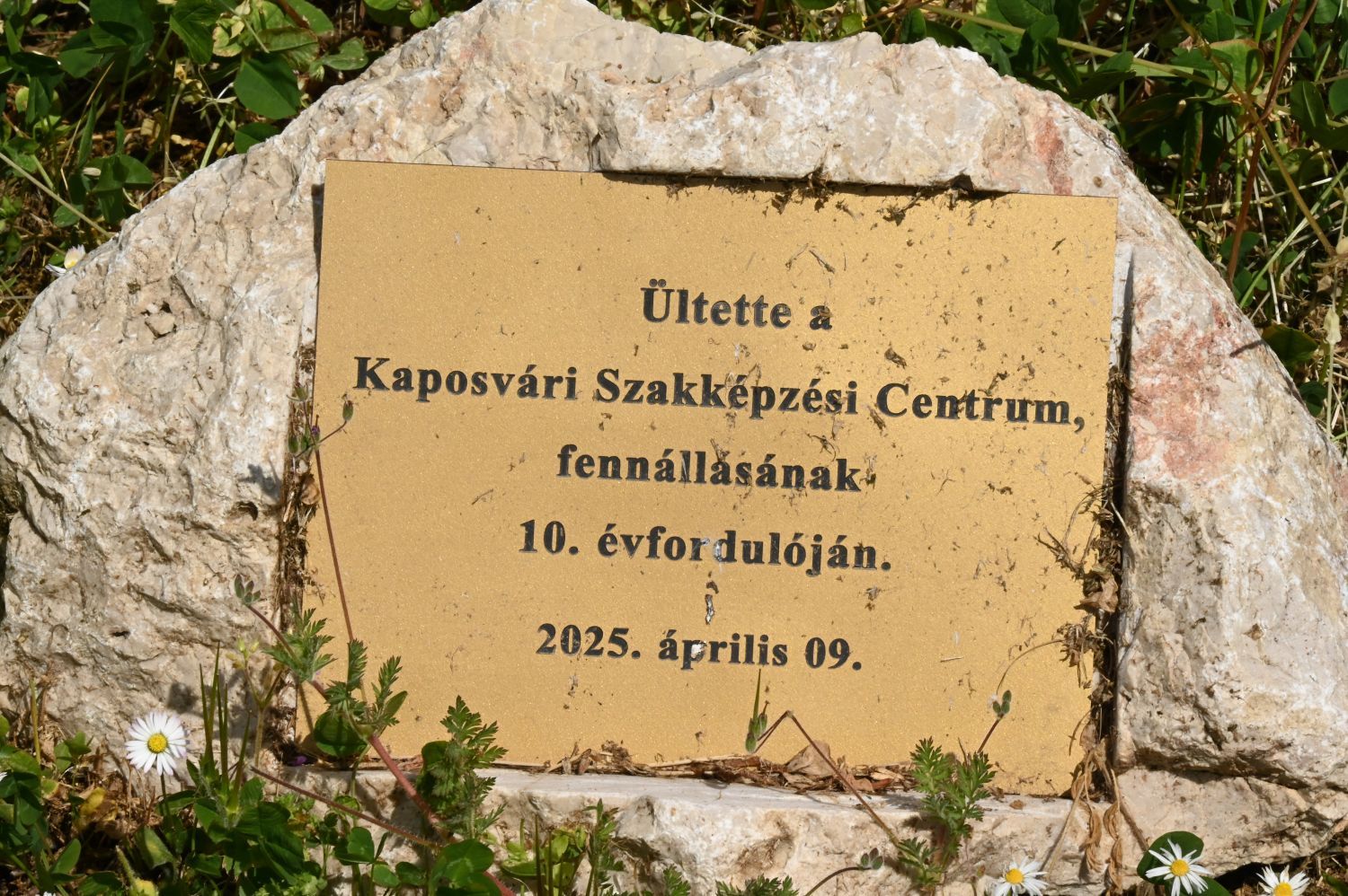 Emlékfa.JPG